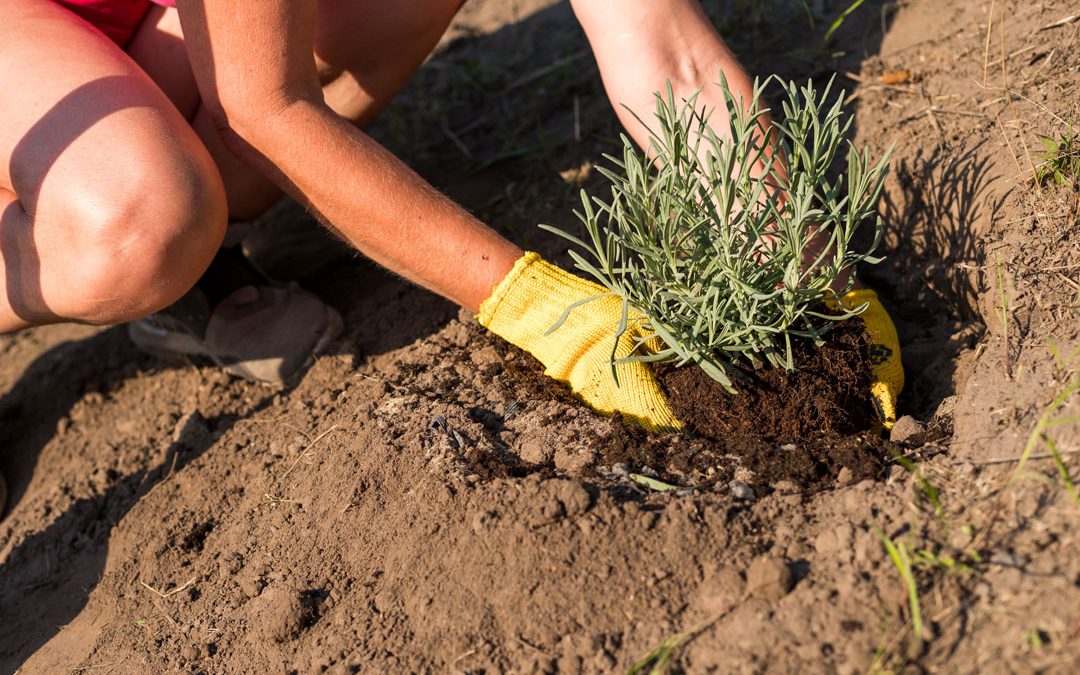 How to Grow Lavender