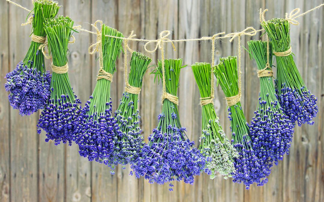 Types of Lavender