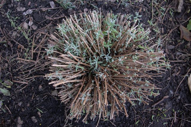 Some lavender varieties can tolerate a severe pruning.