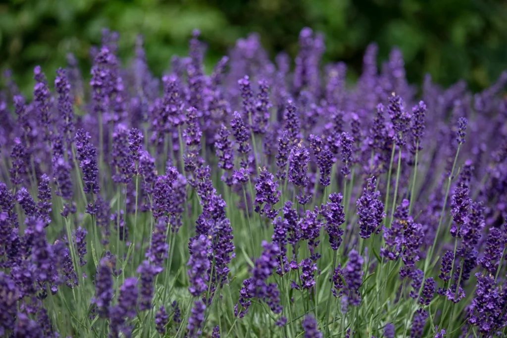 hidcote-lavender-plant