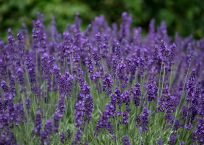 No Garden? No Problem. Grow Lavender in Pots!