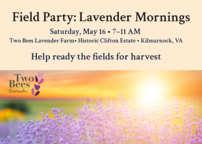 Field Party: Lavender Mornings at Two Bees Lavender Farm