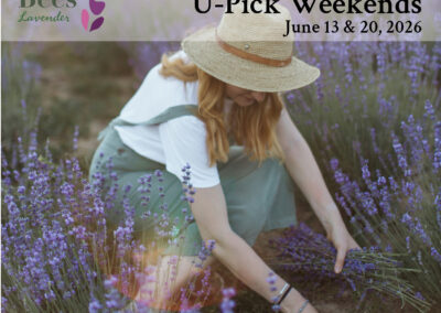 Blooms & Bees U-Pick Weekend at Two Bees Lavender