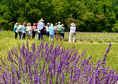 Summer at Two Bees Lavender: A Season of Bloom, Community, and New Beginnings